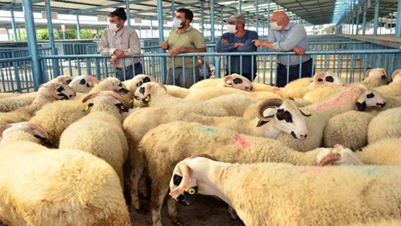 TİGEM 2023 yılı damızlık koyun keçi, koç teke ve toklu çebiç fiyatlarını artırdı! İşte güncel küçükbaş hayvan fiyatları!