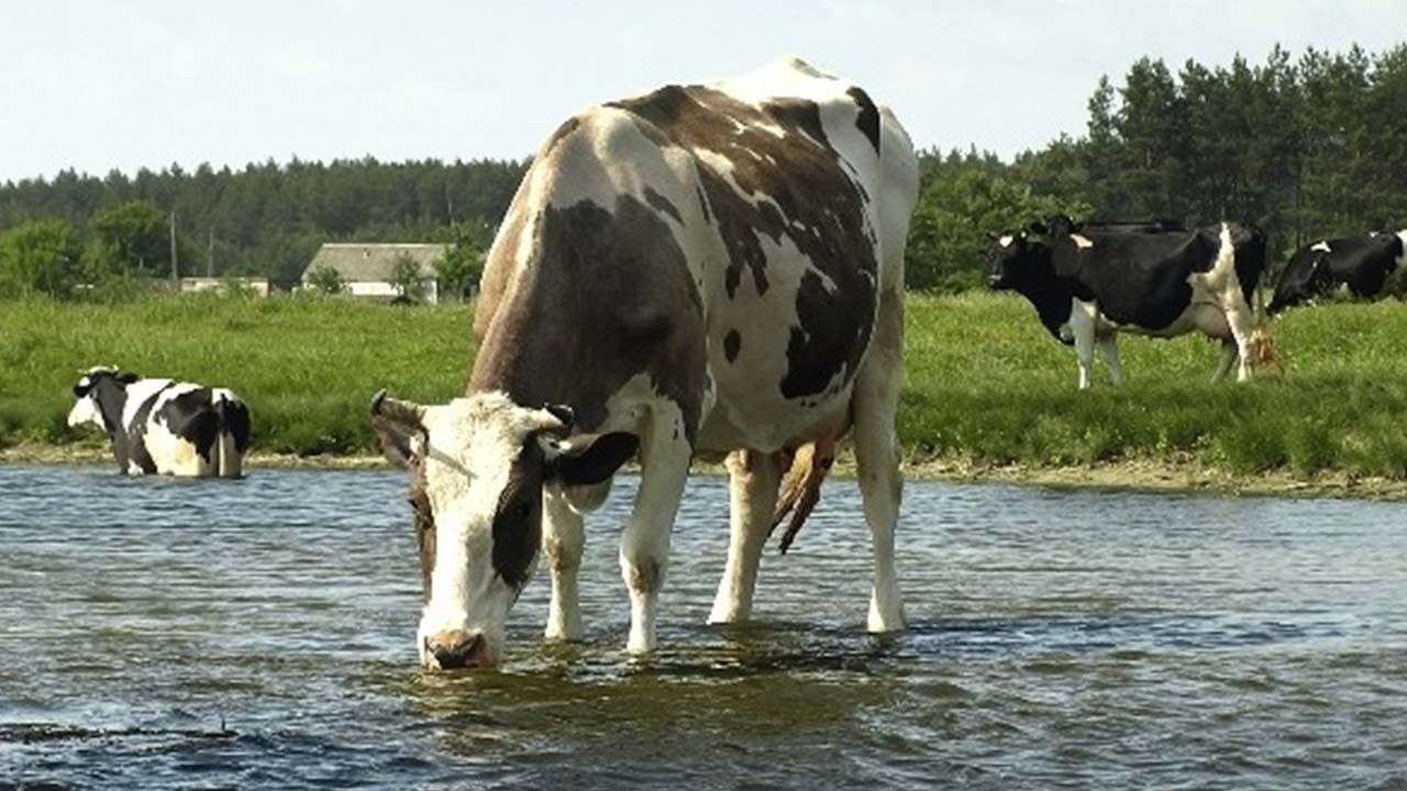 Sıcak havalarda ineklere içirilen suyun sıcaklığı ineğin yem tüketimi ve konforunu nasıl etkiler?