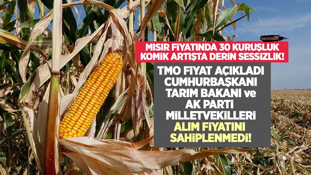 TMO’nun açıkladığı mısır fiyatını Cumhurbaşkanı, Tarım Bakanı ve milletvekilleri sahiplenmedi!