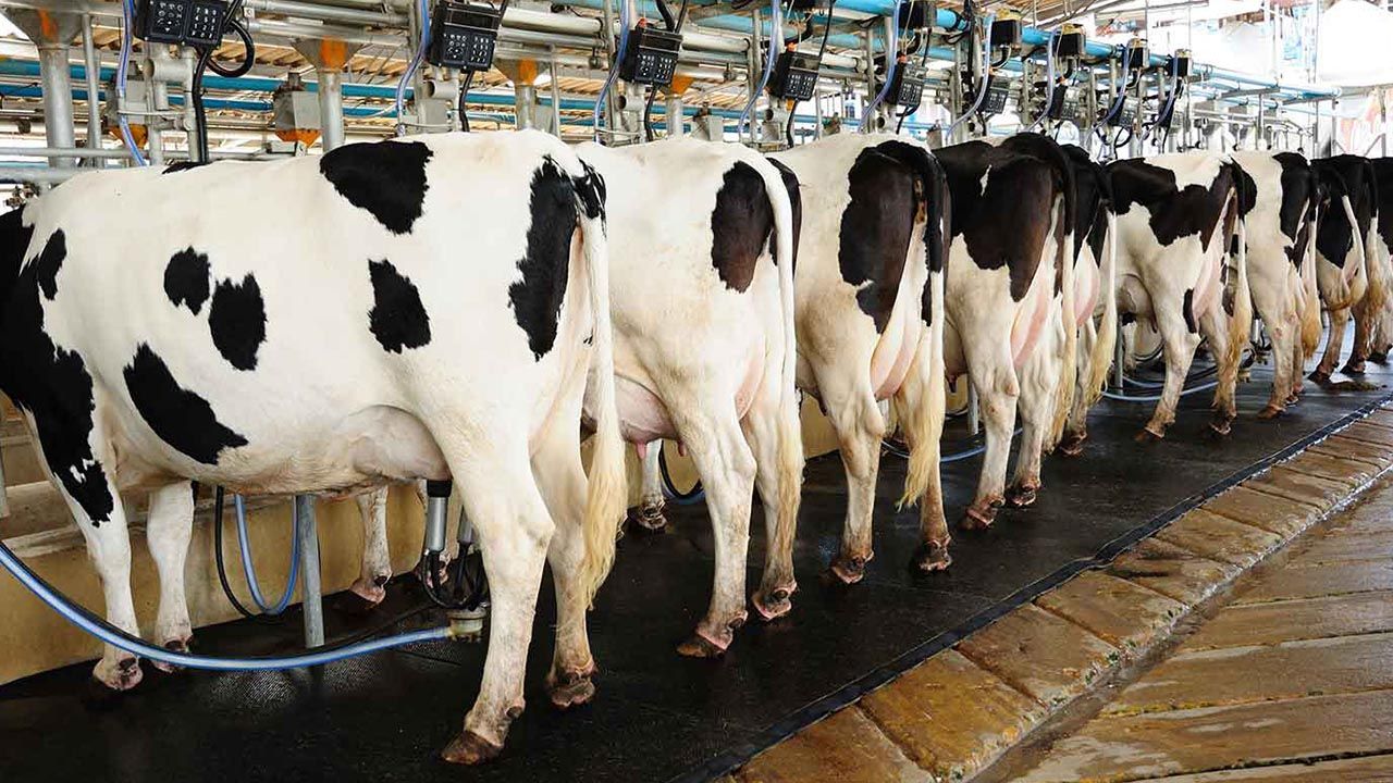 Süt toplama merkezlerinin modernizasyonuna yüzde 75 hibe desteği verilecek!