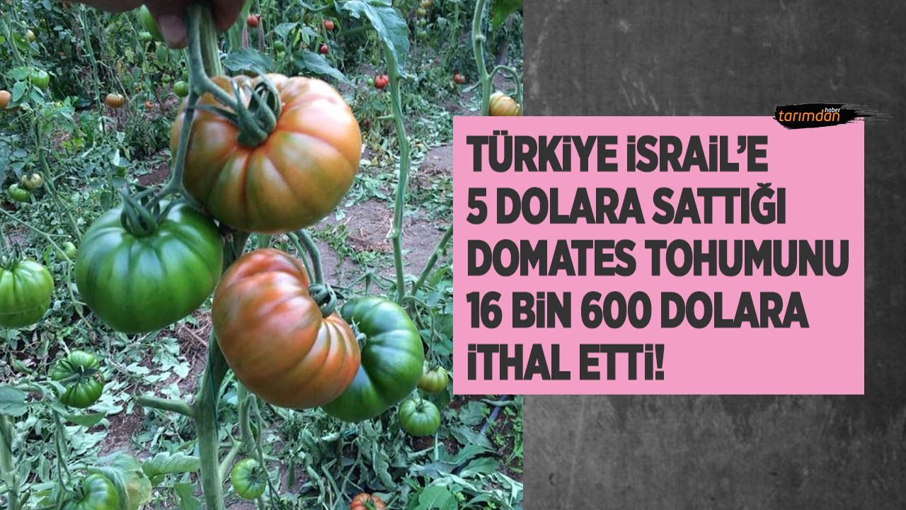 Türkiye İsrail'e 5 dolara sattığı domates tohumunu 16 bin 600 dolara ithal etti! 