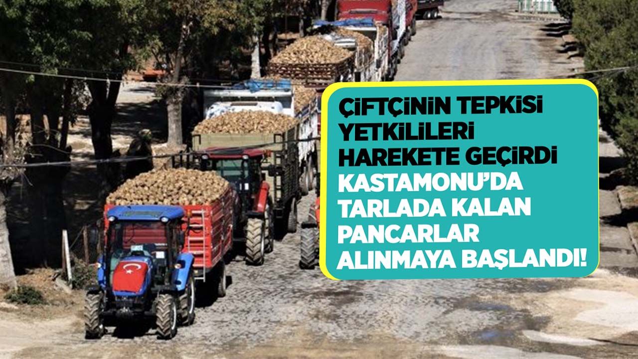 Çiftçinin tepkisi yetkilileri harekete geçirdi! Kastamonu'da tarlada kalan pancarlar alınmaya başlandı!