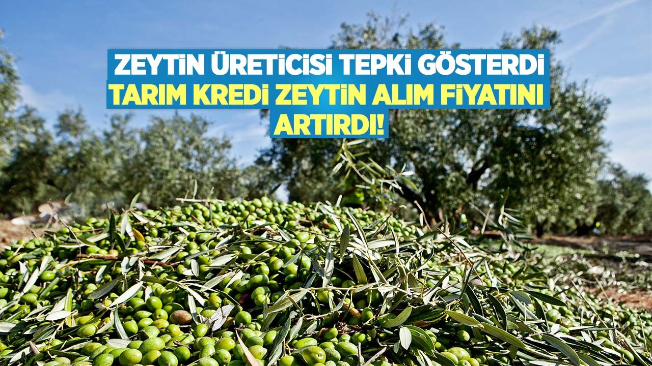 Zeytin üreticisi tepki gösterdi Tarım Kredi zeytin alım fiyatını artırdı!