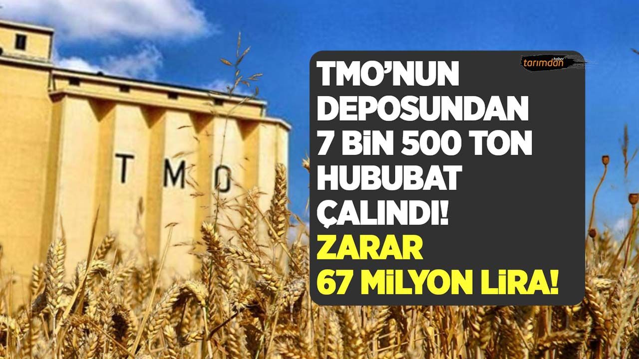 TMO'nun deposundan 7 bin 500 ton hububat çalındı! 