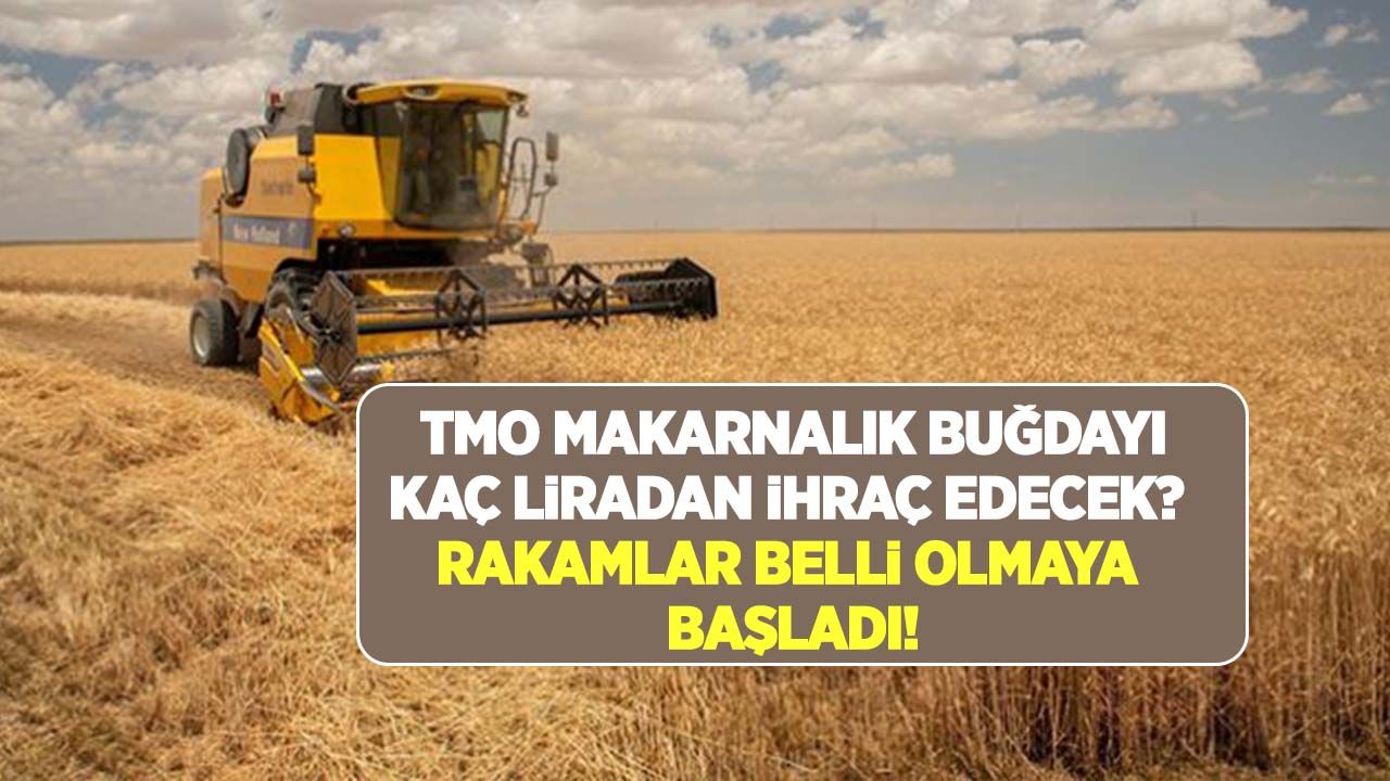 TMO'nun 150 bin ton makarnalık buğday ihracat ihalesine 11 bin 500 lira teklif geldi!