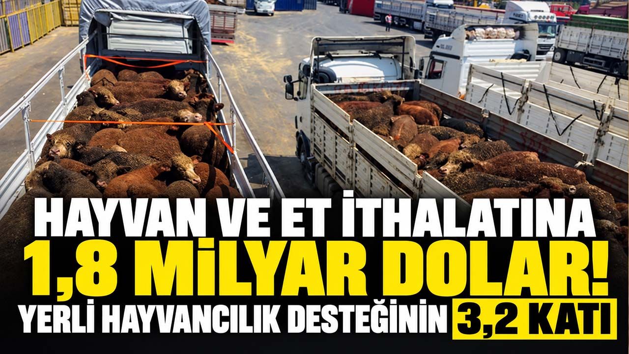 Hayvan ve et ithalatına 1,8 milyar dolar! Yerli hayvancılık desteğinin 3,2 katı