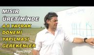 Mısır üretiminde yüksek verimin sırrı 4-8 yaprak döneminde ne yapmak gerekiyor? 