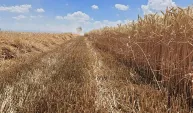 Tarım İl Müdürlüğünden çiftçiye önemli duyuru: TMO buğday arpa prim destekleri ödeniyor!
