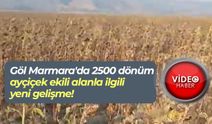 Göl Marmara'da 2500 dönüm ayçiçek ekili alanla ilgili yeni gelişme!
