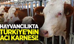 Hayvancılıkta Türkiye’nin acı karnesi!