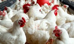 Üretimi durdurmaya hazırlanıyorlar