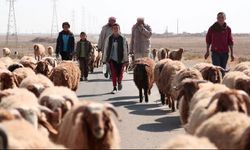 Suriyeli çiftçiler araştırması: Tarım cankurtaran halatı