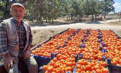 Çanakkale’de domates hasadı başladı