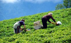 Çay alım fiyatı 2.13 lira olarak açıklandı