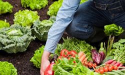 Büyükşehirden organik tarıma destek