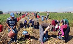 Tarım işçilerinin ücretleri iline göre değişiyor!