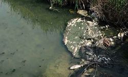 Bakanlıktan balık ölümleriyle ilgili açıklama