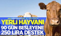 Besilik ithalatında özel sektörün gümrük vergisi kaldırılıyor!