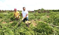 Böyle giderse 10 yıl içinde çiftçi kalmaz