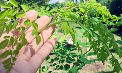 Dünyanın mucize bitkisi Moringa için deneme bahçeleri kuruldu