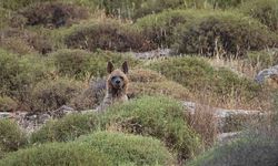 Kırmızı listede olan yabani hayvanları vuranlara büyük ceza!