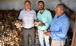 Aksaraylı üreticiler sarımsağı ihraç edecek