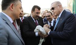 Cumhurbaşkanı Erdoğan’a ‘Hasat’ isminde kuzu hediye edildi