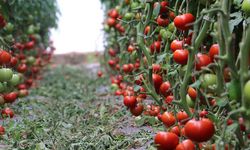 Erzincan’dan domates atağı