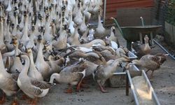 Kars'ta kaz yetiştiriliyor da Ordu'da neden yetiştirilmesin?