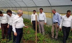 Tarım İl Müdürü Görentaş:  Ceviz ağaçlarını inceledi