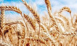 Türkiye hangi üründe dünyada kaçıncı sırada buluyor?