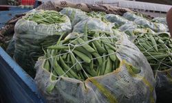 Bitlis ülkenin fasulye ihtiyacını karşılıyor