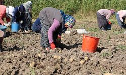 Bolu’da patates hasadı başladı