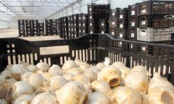 220 bin lale soğanı dikildi