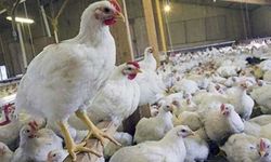 40 günde 2 kg tavuk mu üretilir? İşin uzmanından önemli açıklamalar!