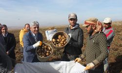 Bitlis patates ihtiyacının yüzde 5’ini karşılıyor