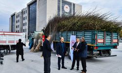 Süneye karşı 150 bin fidan dağıtılacak