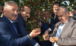 Ordu kivisinin hasat şenliği yapıldı