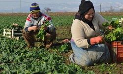TZD: Çiftçi mazotun ucuzlatılmasını bekliyordu!