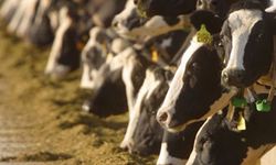 Büyükbaş hayvan üretimi et ihtiyacını karşılamaz!