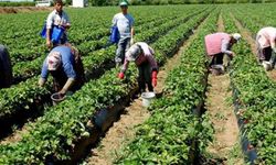 Tarım İl Müdürlüğü’nden: Tarım sigortası açıklaması