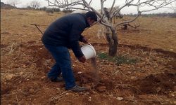 Siirt Fıstığı gübrelemesi nasıl yapılıyor?