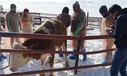 Bakanlık onaylı suni tohumlama kursu