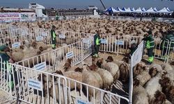 İlçe Belediyesinden 243 aileye yüzde 100 hibeli hayvancılık desteği