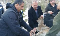 Yaralanan yaban hayvanları tedavi edilerek yeniden yaşam alanlarına kazandırılıyor