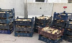 700 kilogram kaçak avlanan balık ele geçirildi