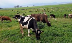 Meralarda otlatma mevsimi ne zaman başlıyor?