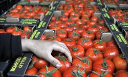 Muğla 26 bin ton domates ihraç etti