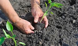 Nisan ayı tarım takvimi: Biber yetiştirmenin püf noktaları