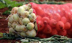 Soğan üreticisine Amik Ovası'ndan gelen ihracat izni